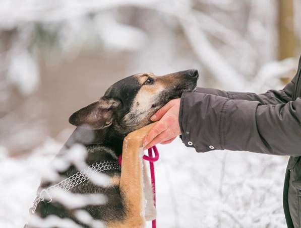 Тонконогая собачка-лань Елисея в добрые руки в Москве