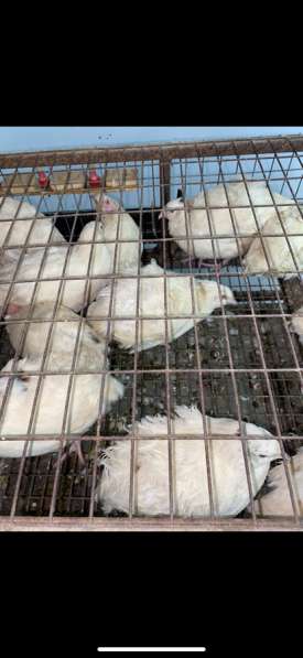 Суточные перепёлки техасцы в Краснодаре фото 3