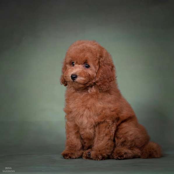 Той пудель девочка в Москве фото 5