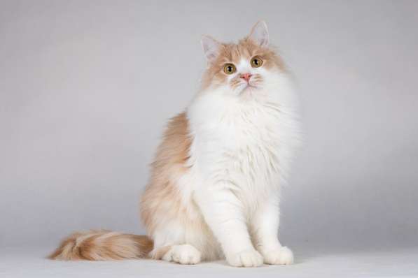 Пирожок - котик, который улыбается в Москве фото 3