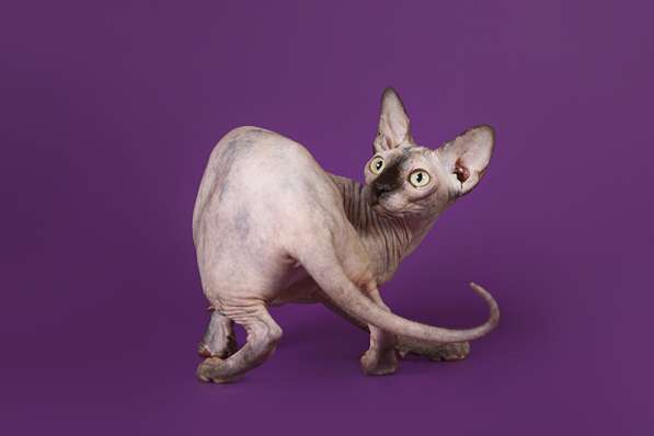 Наш питомник Эльфов, двэльфов, бамбино, канадских сфинксов! в Севастополе фото 5