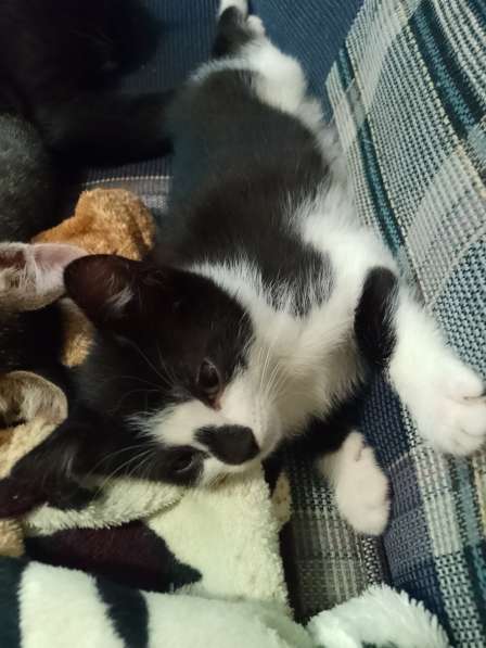 Отдаëм котëнка в добрые руки (мальчик 3 месяца) в Реутове фото 5