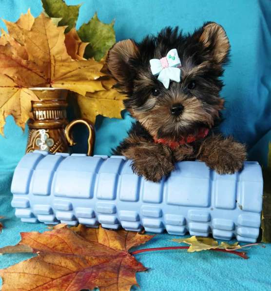 Йорка стандартная девочка