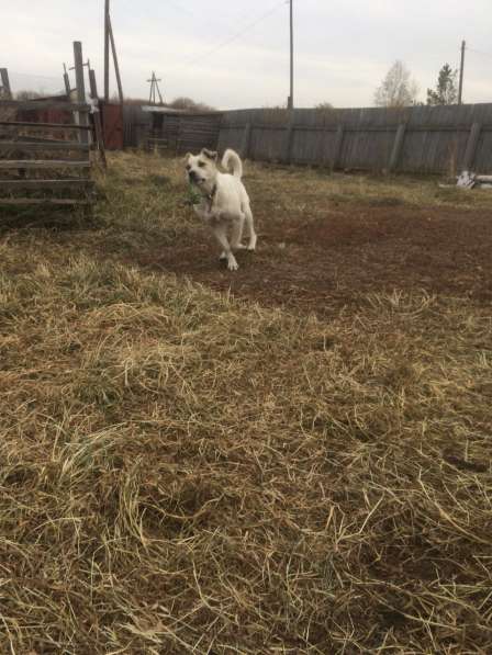 Фростик ищет дом в Красноярске