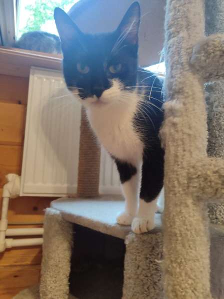 Котик Рембик в Москве фото 3