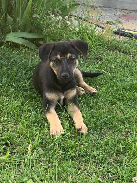 Ласковые бархатные щеночки в Санкт-Петербурге фото 4