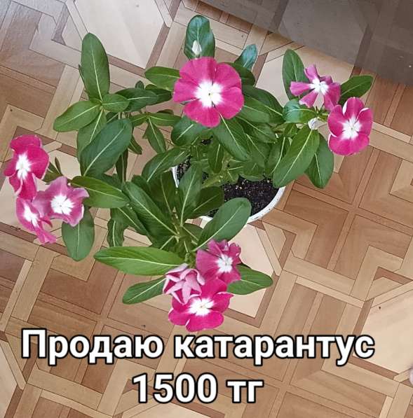 Катарантусы разных расцветок продаю в фото 39