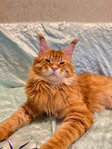 Large Maine Coons в Москве