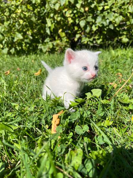 Котята