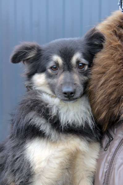 Метис шпица пушистый пёсик Даниэль в дар в Москве