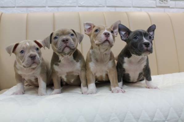 Шикарные щенки Американ Булли покет