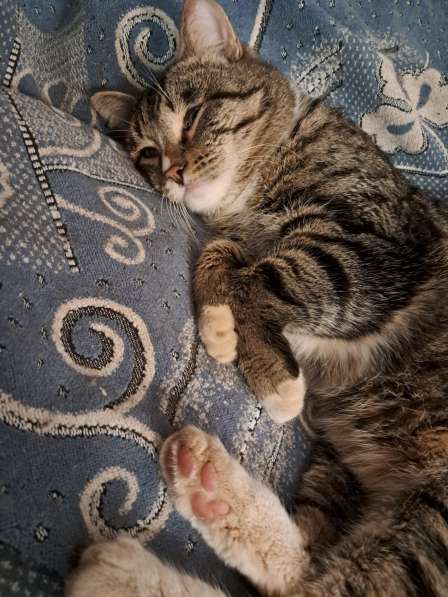 Котик в добрые руки в Нягани