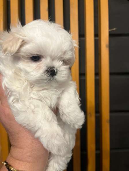 Щенки мальтезе