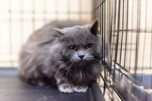 Пушистая красавица Артемида в добрые руки в Москве