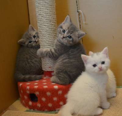 Британские короткошерстные котята в Нижневартовске фото 4