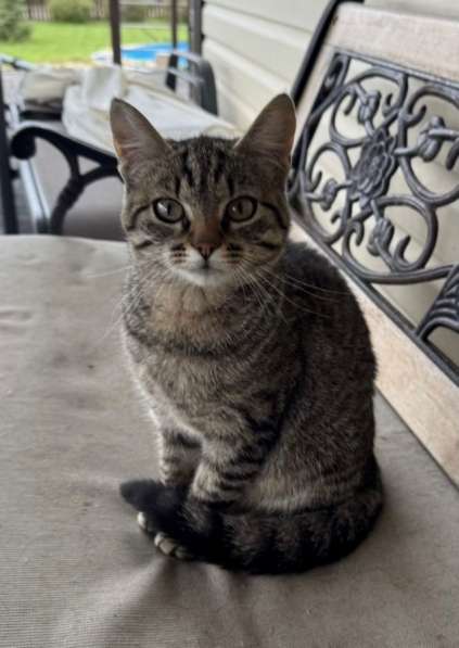 Молодая кошечка Тринити ищет дом