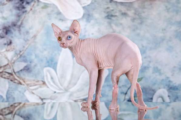 Питомник Эльфов, бамбино, Двэльфов, сфинксов в Находке фото 6