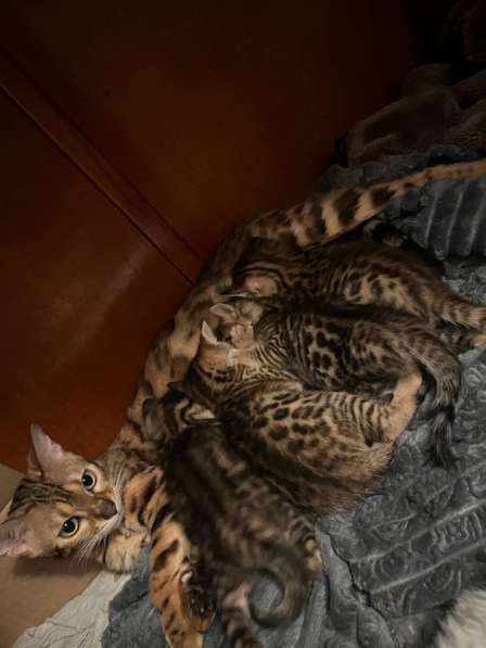 Бенгальские котята