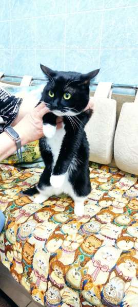 Кошечка Ромашка в добрые руки в Москве фото 9