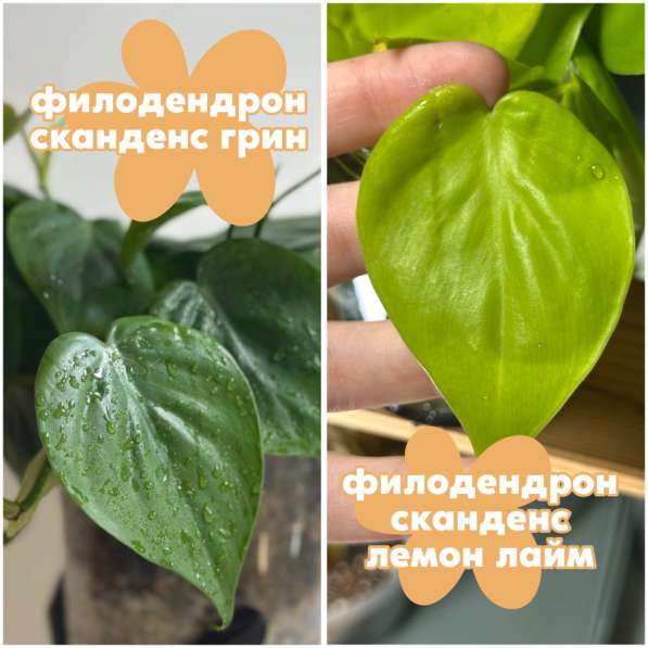 Филодендрон сканденс в Батайске фото 4