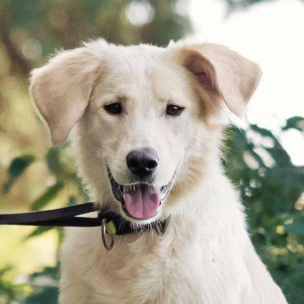 Ищет дом чудесный пес Арни в Москве фото 9