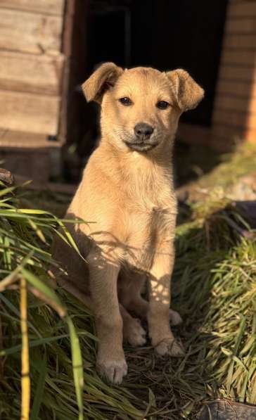 Щенки в Уфе фото 5