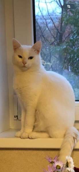 Кошка, в добрые руки