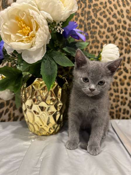 Британские котята в Москве фото 4