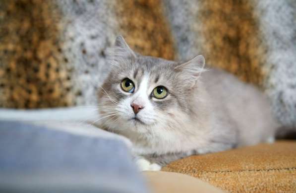 Шикарная кошка ищет дом в Москве фото 3