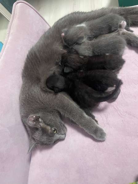 Котенок в добрые руки в Щелково