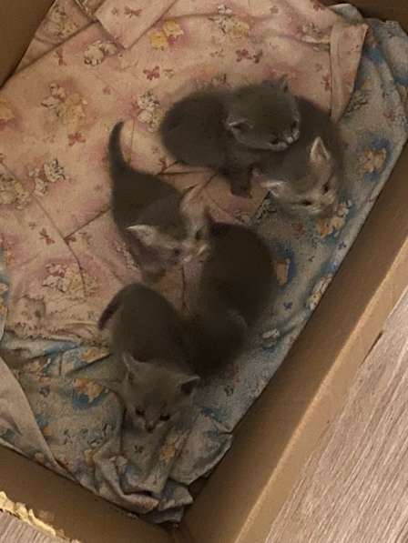 Продам катят