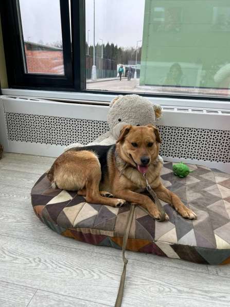 Очаровательная мини-рыжуля Лола ищет дом в Москве