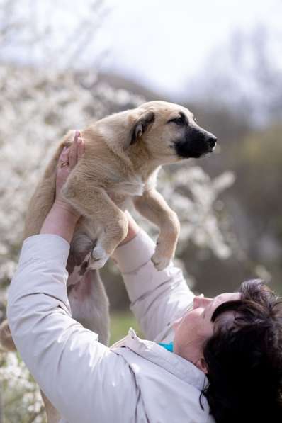 Ласковые щенята в Санкт-Петербурге
