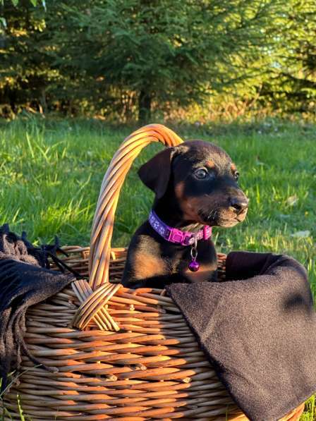 Щенки добермана в Вологде фото 4