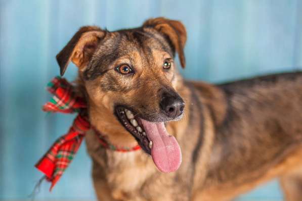 Собачка Симона (просто прелесть) в добрые руки в Москве фото 7