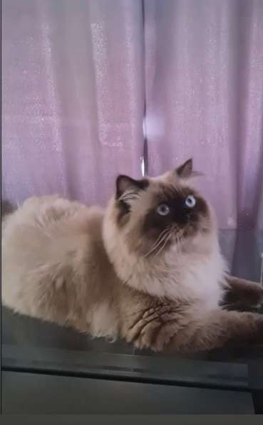 Гималайский котик