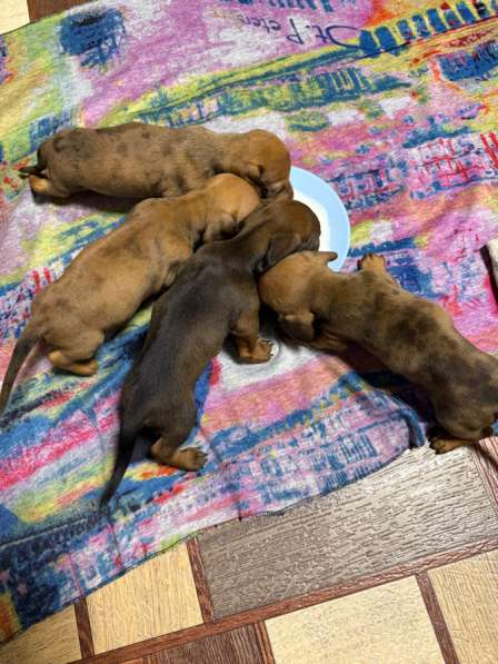 Щенки таксы