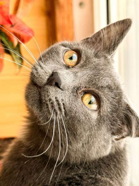 Отдам котенка срочно ! в Ногинске