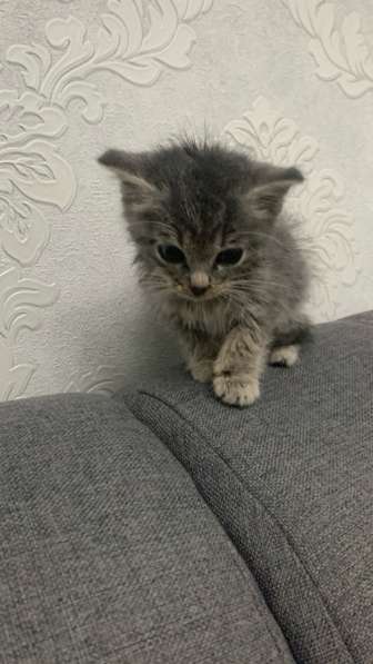 Котёнок в Черкесске фото 3