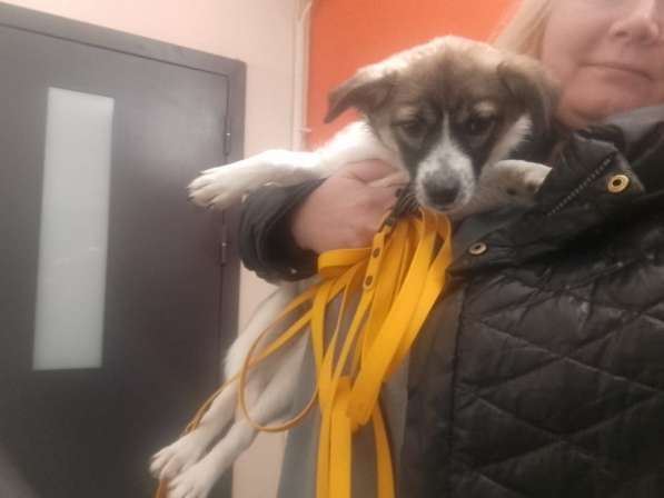 Маленькая ласковая собачка, 5 месяцев в Санкт-Петербурге