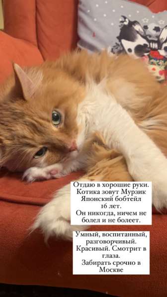 Отдаем Котика в добрые руки