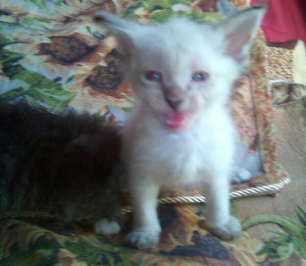 Элитный кудрявый котенок Герман-Рекс мальчик в Санкт-Петербурге фото 21