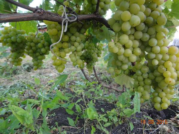 Черенки винограда столовых и винных сортов в Тамбове фото 10