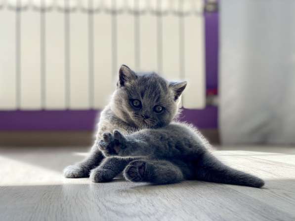 Шотландские плюшевые котята в Москве фото 16