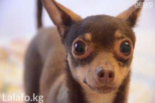 Продаю той-терьера! в 