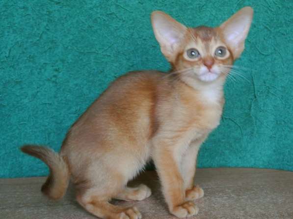 Абиссинские котята для вас в Тюмени фото 7