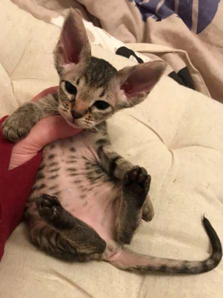 Элитный Девон-Рекс. Кудрявый лесной в Санкт-Петербурге фото 34