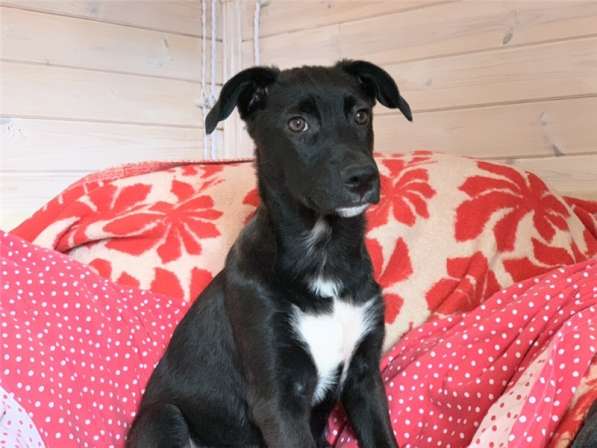 Бэтмен 4 месяца потрясающий парень! в Москве фото 7