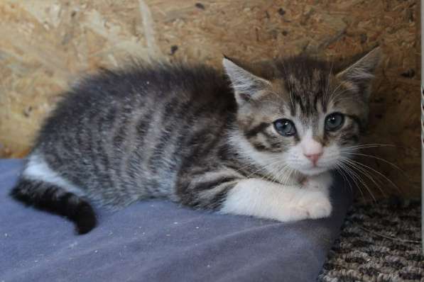 Зеленоглазая нежная красавица-кошка в Санкт-Петербурге фото 22