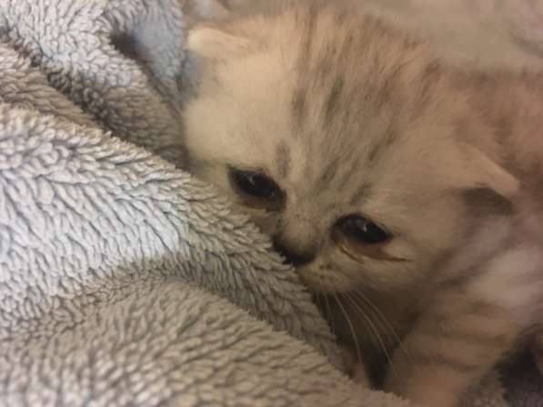 Котята Вислоухие Шотландские в Москве фото 8